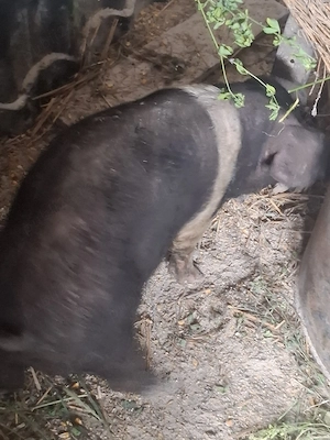 purcei bazna mangalita vieri 