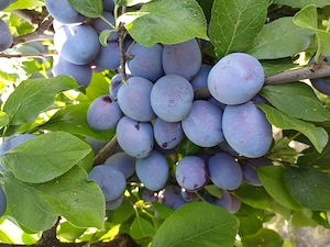 Prune Centenar de vînzare. Ideale pentru consum în stare proaspătă,comporuri și dulcețuri.