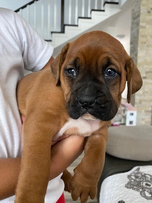 Disponibile cățelușe rasă boxer - imagine 3