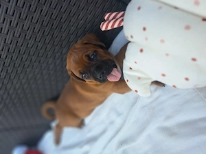 Disponibile cățelușe rasă boxer