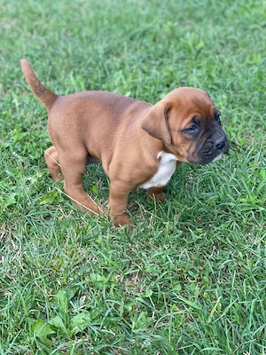 Disponibile cățelușe rasă boxer - imagine 4