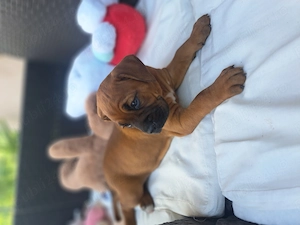 Disponibile cățelușe rasă boxer - imagine 2