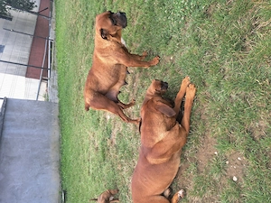 Disponibile cățelușe rasă boxer - imagine 5