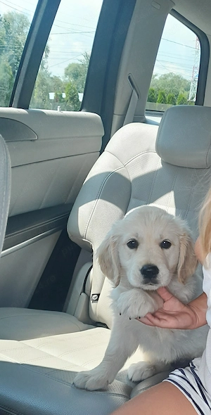 Femela golden retriever 