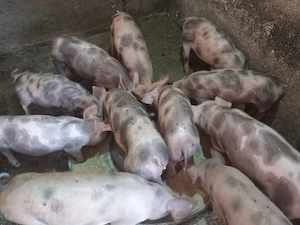 Porci de vânzare