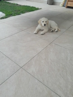 Femela golden retriever  - imagine 4