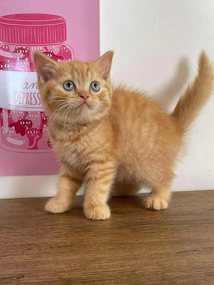 American Shorthair 