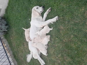 Femela Golden retriever  2 ani cu Pedigree A.Ch.R FCI - imagine 3