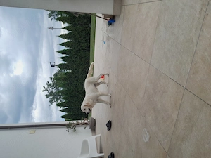 Femela Golden retriever  2 ani cu Pedigree A.Ch.R FCI
