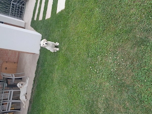 Femela Golden retriever  2 ani cu Pedigree A.Ch.R FCI - imagine 2