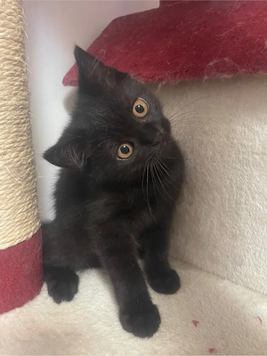 British shorthair negru - imagine 5