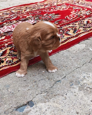 Pui Cavalier King Charles Spaniel Ruby din linii de campioni - mascul - imagine 4