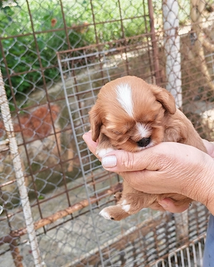 Pui Cavalier King Charles Spaniel Ruby din linii de campioni - mascul - imagine 3