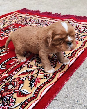 Pui Cavalier King Charles Spaniel Ruby din linii de campioni - mascul - imagine 5