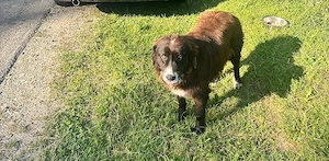 Cautam adoptie responsabila pentru caini! - imagine 4