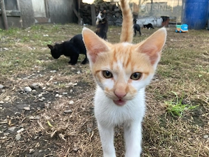 Ofer spre adopție pui de pisică   aproximativ 2 luni  - imagine 4