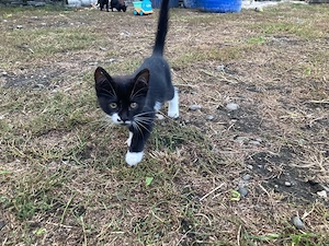 Ofer spre adopție pui de pisică   aproximativ 2 luni  - imagine 2