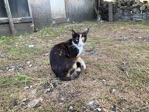 Ofer spre adopție pui de pisică   aproximativ 2 luni  - imagine 5
