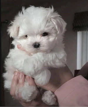 Bichon maltez miny toy