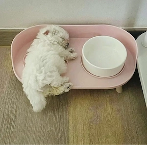 Bichon maltez miny toy - imagine 2