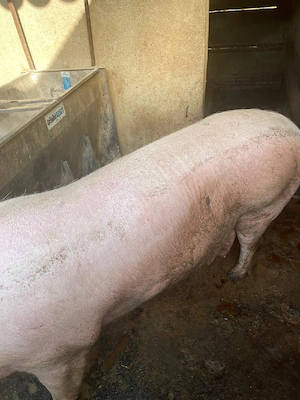 porc pentru sacrificat