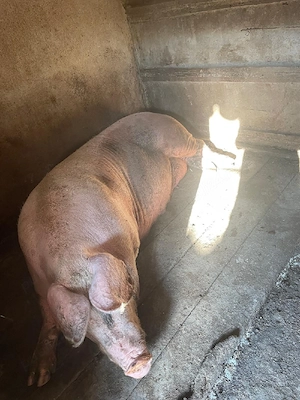 porc pentru sacrificat - imagine 3