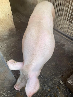 porc pentru sacrificat - imagine 2