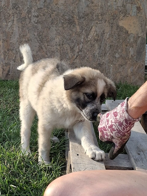 Cățeluși pentru adoptie - imagine 2