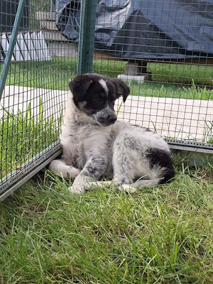 Cățeluși pentru adoptie