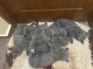 Pui Pisica British Shorthair