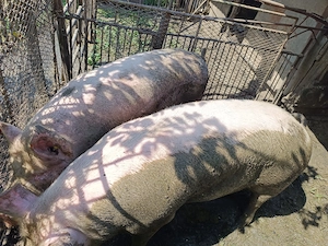 Vând porci de carne   aprox. 100 kg fiecare - imagine 3