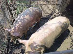 Vând porci de carne   aprox. 100 kg fiecare - imagine 4