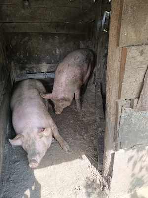 Vând porci de carne   aprox. 100 kg fiecare - imagine 2