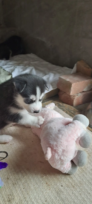Pui husky  siberian 