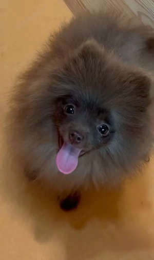 pomeranian deosebit cu pedigree