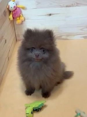 pomeranian deosebit cu pedigree - imagine 4