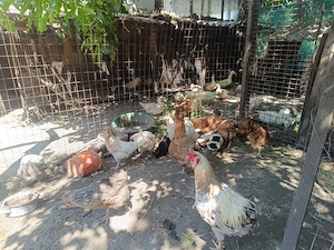Vând păsări crescute bio, în Craiova  - imagine 2