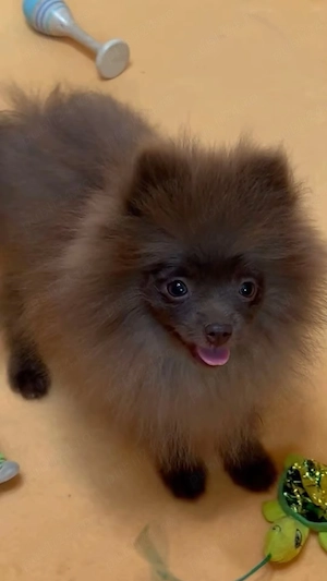 pomeranian deosebit cu pedigree - imagine 5