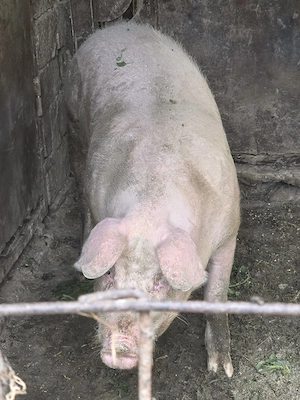 Porc Fermă Bio Viu
