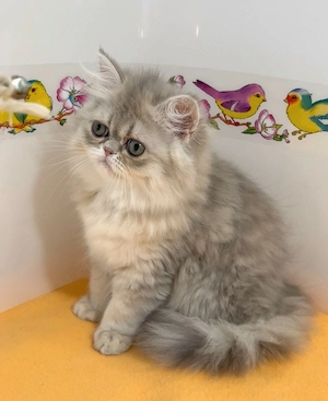 pisica persana chinchilla cu pedigree