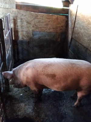 vind  o scrofa pt tinut sau taiat marile alb 135 kg  - imagine 4
