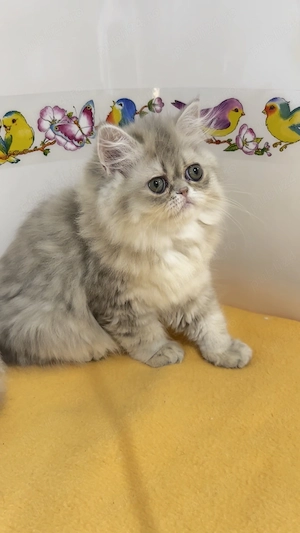pisica persana chinchilla cu pedigree - imagine 4