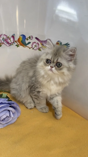 pisica persana chinchilla cu pedigree - imagine 3