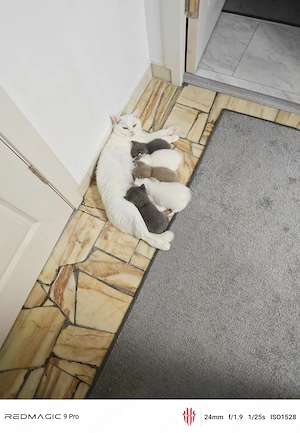 Pisicuțe British shorthair  - imagine 5