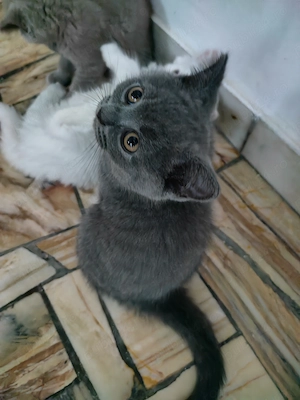 Pisicuțe British shorthair  - imagine 2