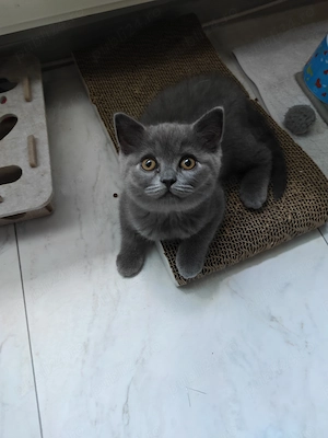 Pisicuțe British shorthair 