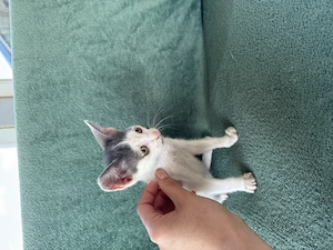 Donez cu titlul gratuit catelusa - talie mica   medie si pisic.  - imagine 4