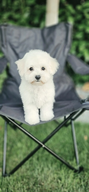 Pui bichon frisé cu pedigree AChR, din părinți cu rezultate excelente în competiții canine 