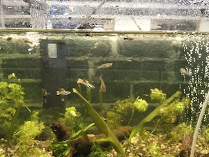 Acvariu cu pești guppy și plante  - imagine 4