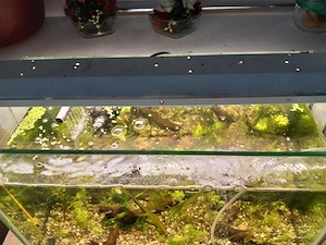 Acvariu cu pești guppy și plante  - imagine 2